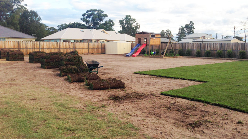 New turf in a large backyard.
